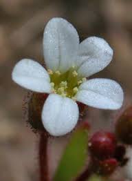 Attēlu rezultāti vaicājumam “Saxifraga tridactylites leaf”