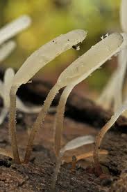 Attēlu rezultāti vaicājumam “Typhula erythropus”