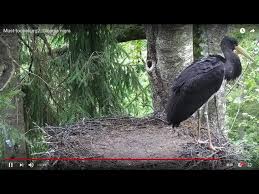 Attēlu rezultāti vaicājumam “Ciconia nigra nest”