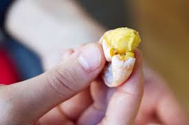 Attēlu rezultāti vaicājumam “Ginkgo biloba fruit”