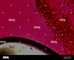 Attēlu rezultāti vaicājumam “Antrodiella semisupina”