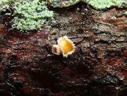 Attēlu rezultāti vaicājumam “Lachnellula willkommii”