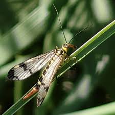 Attēlu rezultāti vaicājumam “Panorpa communis imago”