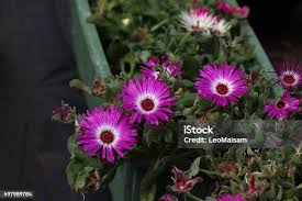 Image result for Mesembryanthemum criniflorum