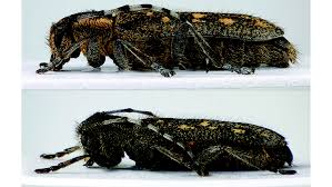 Attēlu rezultāti vaicājumam “Cerambycidae”