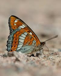 Attēlu rezultāti vaicājumam “Limenitis populi”