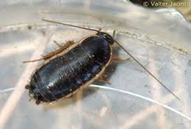 Attēlu rezultāti vaicājumam “Blattoptera”