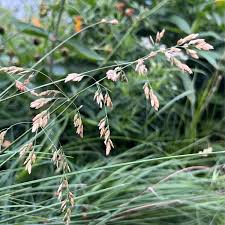Attēlu rezultāti vaicājumam “Deschampsia flexuosa bud”