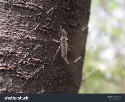 Attēlu rezultāti vaicājumam “Chironomidae imago”