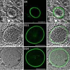 Attēlu rezultāti vaicājumam “Didymium crustaceum plasmodium”