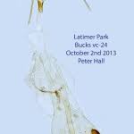 Attēlu rezultāti vaicājumam “Pandemis cinnamomeana female”