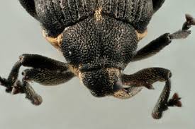 Attēlu rezultāti vaicājumam “Mononychus punctumalbum”