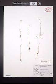 Attēlu rezultāti vaicājumam “Triglochin palustre fruit”