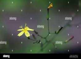 Attēlu rezultāti vaicājumam “Mycelis muralis flower”