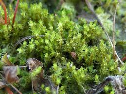 Attēlu rezultāti vaicājumam “Pohlia”