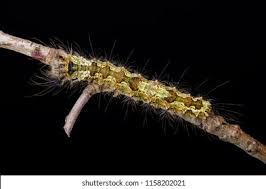 Attēlu rezultāti vaicājumam “Lymantria monacha imago”