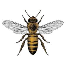 Attēlu rezultāti vaicājumam “Apis mellifera”