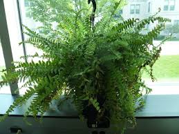 Attēlu rezultāti vaicājumam “Philonotis sporophyte”