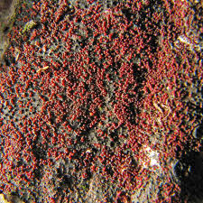 Attēlu rezultāti vaicājumam “Nectria episphaeria”