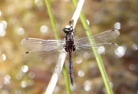 Attēlu rezultāti vaicājumam “Leucorrhinia dubia”