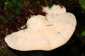 Attēlu rezultāti vaicājumam “Climacocystis borealis”