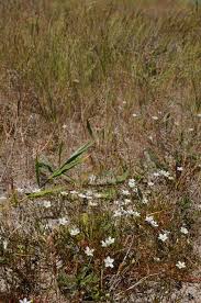 Attēlu rezultāti vaicājumam “Sagina nodosa”