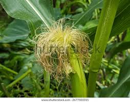 Attēlu rezultāti vaicājumam “Zea mays female flower”