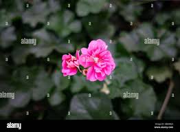 Attēlu rezultāti vaicājumam “Geraniaceae”