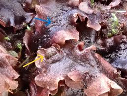 Attēlu rezultāti vaicājumam “Trichocolea tomentella sporophyte”