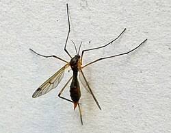 Attēlu rezultāti vaicājumam “Ptychoptera sp. female”