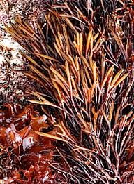 Attēlu rezultāti vaicājumam “Furcellaria lumbricalis”