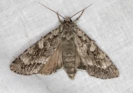 Attēlu rezultāti vaicājumam “Eurois occulta”