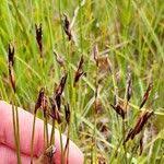 Attēlu rezultāti vaicājumam “Schoenus ferrugineus fruit”