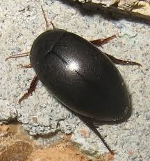 Attēlu rezultāti vaicājumam “Ilybius sp.”