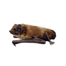 Attēlu rezultāti vaicājumam “Nyctalus noctula”