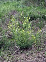 Attēlu rezultāti vaicājumam “Melilotus officinalis leaf”