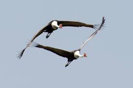 Attēlu rezultāti vaicājumam “Gruiformes”