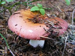 Attēlu rezultāti vaicājumam “Russula vesca”