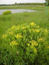 Attēlu rezultāti vaicājumam “Euphorbia palustris”