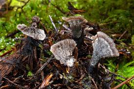 Attēlu rezultāti vaicājumam “Thelephora terrestris”