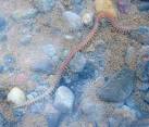 A polychaete (bristle worm). Polychaete means "many bristles"; - via Daymix