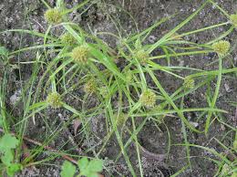 Attēlu rezultāti vaicājumam “Cyperus fuscus fruit”