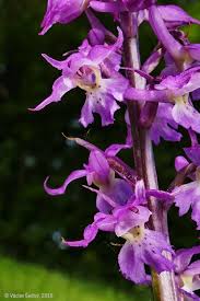 Attēlu rezultāti vaicājumam “Orchis mascula bud”