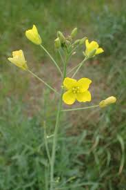 Image result for Diplotaxis tenuifolia