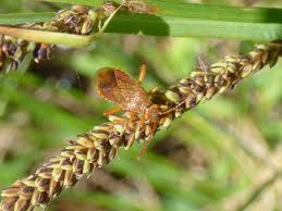 Attēlu rezultāti vaicājumam “Rhopalus maculatus”