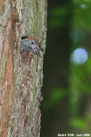 Attēlu rezultāti vaicājumam “Picus viridis nest”