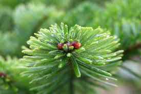 Attēlu rezultāti vaicājumam “Abies veitchii”