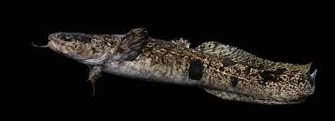 Image result for Lota lota