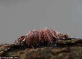 Attēlu rezultāti vaicājumam “Stemonitis splendens macro”