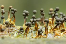 Attēlu rezultāti vaicājumam “Cribraria argillacea macro”